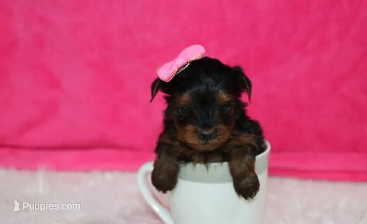 Ella  – Yorkipoo puppy for sale in Millersburg, OH