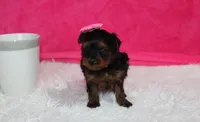 Ella , a female Yorkipoo for sale in Millersburg, OH – Photo 8 of 8