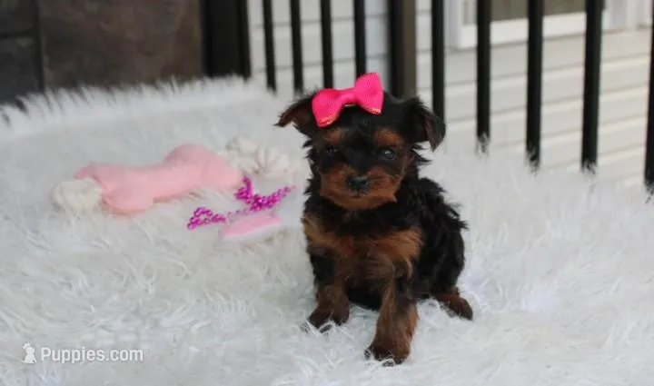 Ella  – Yorkipoo puppy for sale in Millersburg, OH