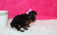 Ella , a female Yorkipoo for sale in Millersburg, OH – Photo 3 of 8
