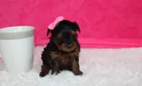 Ella , a female Yorkipoo for sale in Millersburg, OH – Photo 4 of 8