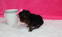 Ella , a female Yorkipoo for sale in Millersburg, OH – Photo 6 of 8