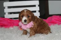 Marlee, a female Cavapoo for sale in Millersburg, OH – 8 of 10