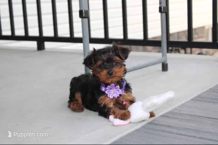 Elsa – Yorkipoo puppy for sale in Millersburg, OH