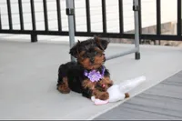 Elsa, a female Yorkipoo for sale in Millersburg, OH – 1 of 8