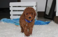 Simba, a male Poodle - Miniature  for sale in Millersburg, OH – 5 of 5