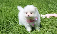 Missy , a female Pomeranian for sale in Millersburg, OH – Photo 8 of 9