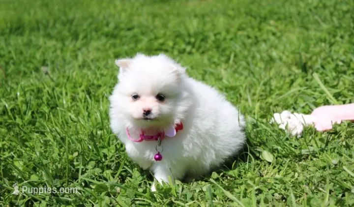 Missy  – Pomeranian puppy for sale in Millersburg, OH