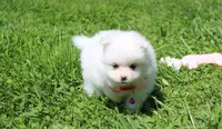 Missy , a female Pomeranian for sale in Millersburg, OH – Photo 7 of 9