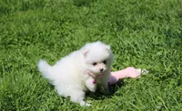 Missy , a female Pomeranian for sale in Millersburg, OH – Photo 9 of 9