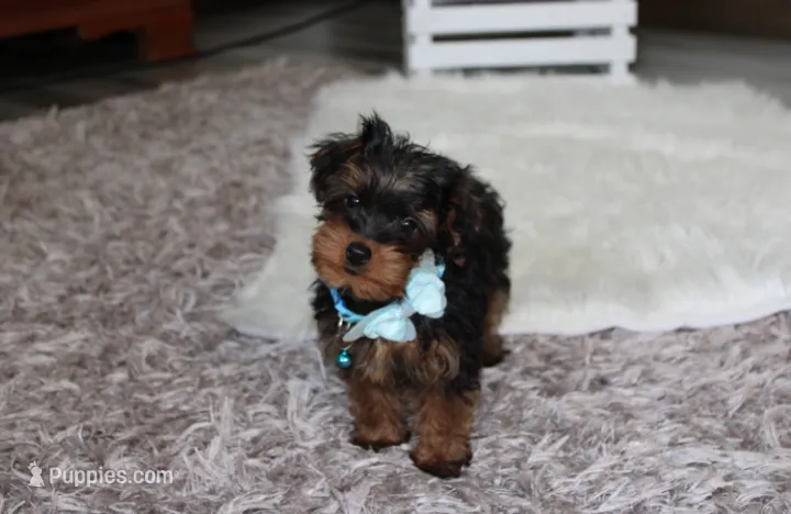 Enzo – Yorkipoo puppy for sale in Millersburg, OH