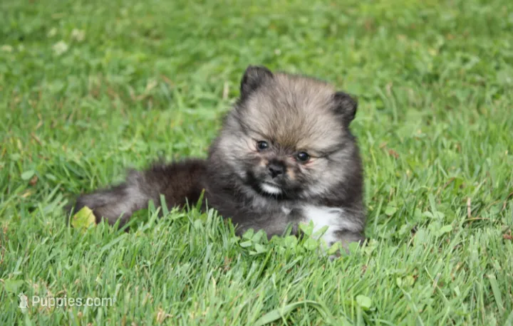 Jazzy – Pomeranian puppy for sale in Millersburg, OH