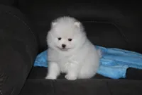 Teddy, a male Pomeranian for sale in Millersburg, OH – Photo 7 of 10