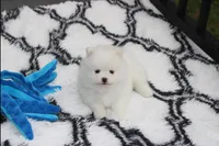 Teddy, a male Pomeranian for sale in Millersburg, OH – Photo 6 of 10