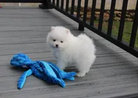 Teddy, a male Pomeranian for sale in Millersburg, OH – Photo 9 of 10