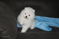 Teddy, a male Pomeranian for sale in Millersburg, OH – Photo 3 of 10