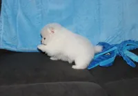 Teddy, a male Pomeranian for sale in Millersburg, OH – Photo 5 of 10