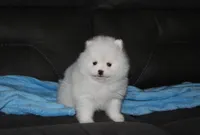 Teddy, a male Pomeranian for sale in Millersburg, OH – Photo 8 of 10