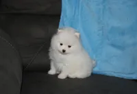 Teddy, a male Pomeranian for sale in Millersburg, OH – Photo 10 of 10