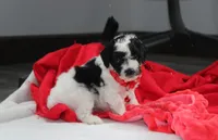 Ryder, a male Yorkipoo for sale in Millersburg, OH – 3 of 7