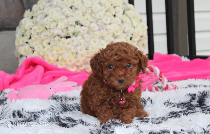 Suki – Bichpoo puppy for sale in Millersburg, OH