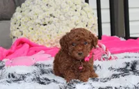 Suki, a female Bichpoo for sale in Millersburg, OH – 1 of 3