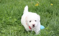 Dylan , a male Bichon Frise for sale in Millersburg, OH – Photo 7 of 7