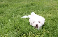 Dylan , a male Bichon Frise for sale in Millersburg, OH – 8 of 10