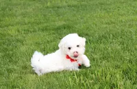Dylan , a male Bichon Frise for sale in Millersburg, OH – 9 of 10