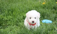 Dylan , a male Bichon Frise for sale in Millersburg, OH – Photo 2 of 7
