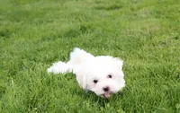 Dylan , a male Bichon Frise for sale in Millersburg, OH – 7 of 10
