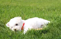 Dylan , a male Bichon Frise for sale in Millersburg, OH – 6 of 10