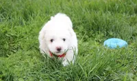 Dylan , a male Bichon Frise for sale in Millersburg, OH – Photo 3 of 7