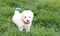 Dylan , a male Bichon Frise for sale in Millersburg, OH – Photo 4 of 7