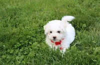 Dylan , a male Bichon Frise for sale in Millersburg, OH – 3 of 10
