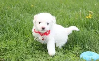 Dylan , a male Bichon Frise for sale in Millersburg, OH – Photo 1 of 7