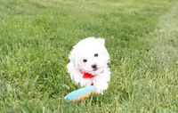 Dylan , a male Bichon Frise for sale in Millersburg, OH – 2 of 10