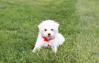 Dylan , a male Bichon Frise for sale in Millersburg, OH – 1 of 10