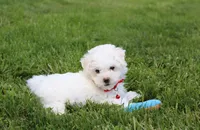 Dylan , a male Bichon Frise for sale in Millersburg, OH – 4 of 10