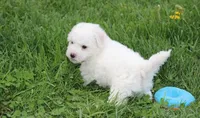 Dylan , a male Bichon Frise for sale in Millersburg, OH – Photo 5 of 7
