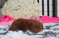Suki, a female Bichpoo for sale in Millersburg, OH – 2 of 3