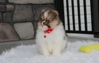 Bentley , a male Pomeranian for sale in Millersburg, OH – 6 of 10
