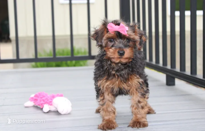 Evelyn  – Yorkipoo puppy for sale in Millersburg, OH