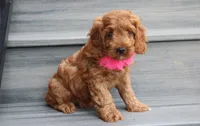 Lacie, a female Cockapoo for sale in Millersburg, OH – 4 of 8