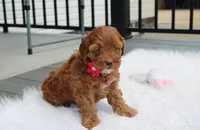 Penny , a female Cockapoo for sale in Millersburg, OH – 6 of 6
