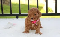 Penny , a female Cockapoo for sale in Millersburg, OH – 3 of 6