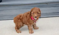 Penny , a female Cockapoo for sale in Millersburg, OH – 2 of 6