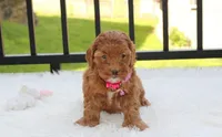 Penny , a female Cockapoo for sale in Millersburg, OH – 1 of 6