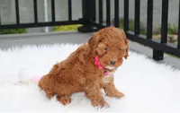 Penny , a female Cockapoo for sale in Millersburg, OH – 4 of 6