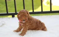 Penny , a female Cockapoo for sale in Millersburg, OH – 5 of 6